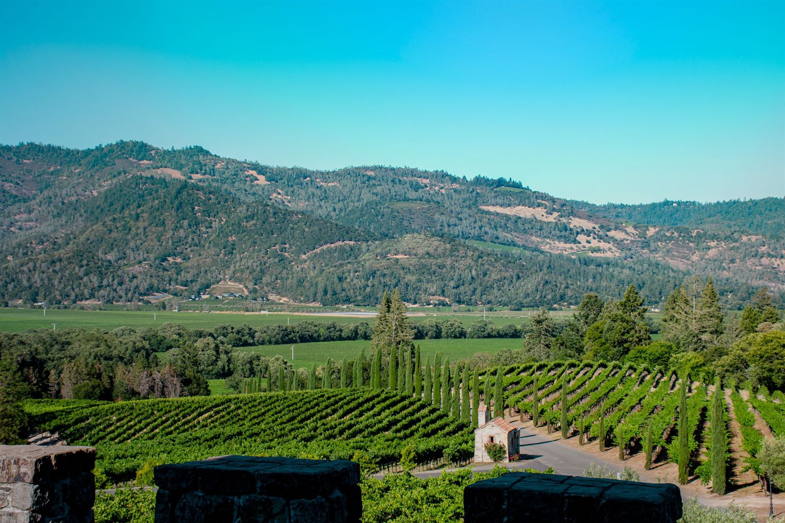 Vineyard rows in a green valley below wooded hills